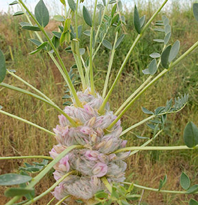 גולן, 4-2014. צילום: © שרה גולד
