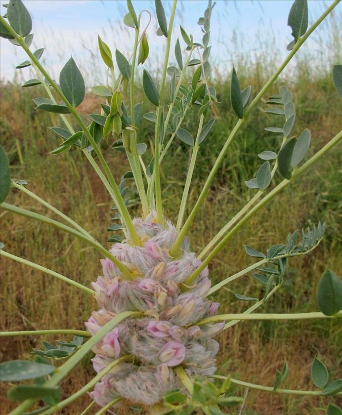 מראה כללי. צילום: שרה גולד