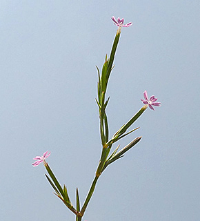 נווה עובד ליד טבריה, 5-2018. צילום: © שרה גולד