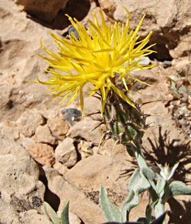 חרמון, יוני. צילום: © שרה גולד