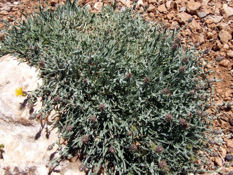 מראה כללי לפני פריחה. צילום: שרה גולד