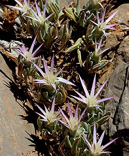 חרמון - מצפה שלגים , 6-2016. צילום: © איתן שפירא