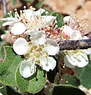 חרמון, יוני. צילום: © שרה גולד