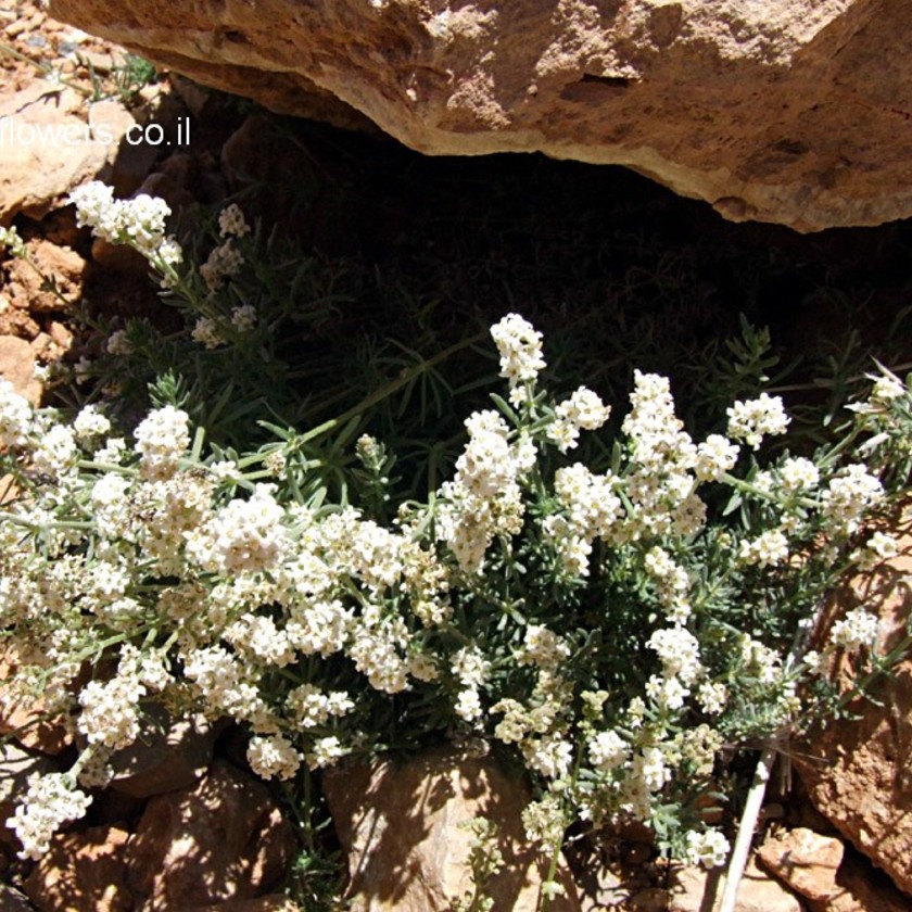 הצמח בנוף. צילום: שרה גולד 