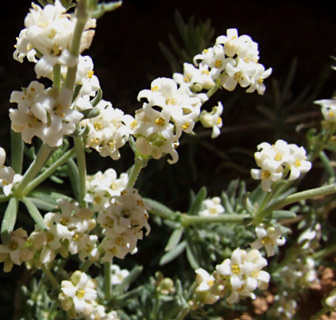 חרמון, יוני. צילום: © שרה גולד 