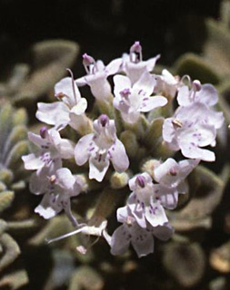 חרמון, יוני. צילום: © מייק לבנה