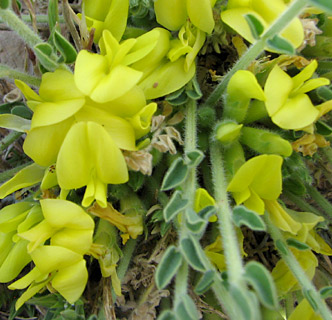 חרמון, 21-5-09. צילום: © איתן שפירא