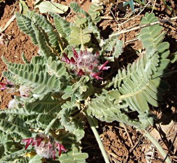 חרמון, יוני. צילום: © שרה גולד