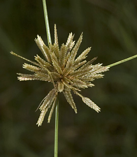 נחל דיבשה בגולן, 09.10.09. צילום: © יהודה מרטה