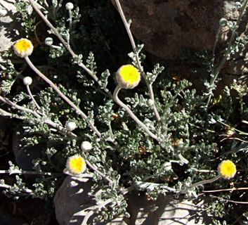  חרמון, יוני. צילום: © שרה גולד