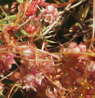 חרמון, 9-7-09. צילום: © ערגה אלוני