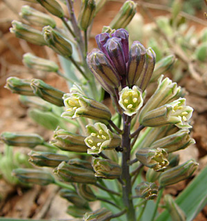 חרמון, 5-09. צילום: © איתן שפירא