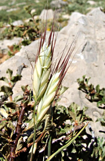 חרמון, יוני. צילום: © שרה גולד