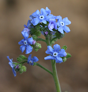 חרמון - סיבוב איציק , 5-2019. צילום: © שרה גולד 