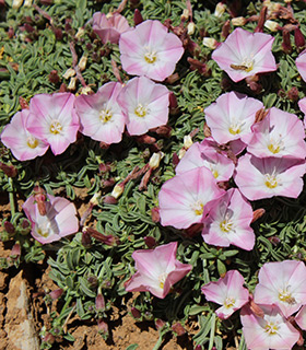 דולינת סלעם חרמון, 6-2017. צילום: © איתן שפירא