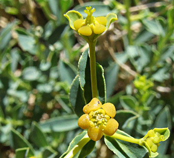 חרמון, יוני. צילום: © שרה גולד