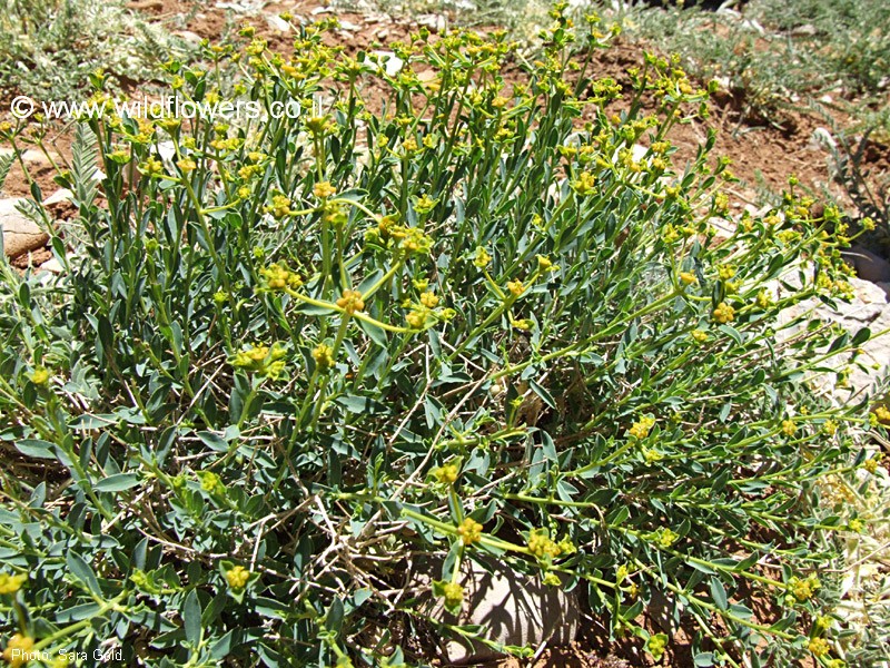 מראה כללי. צילום: שרה גולד