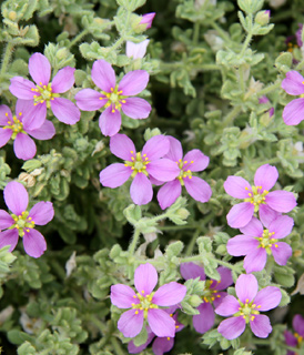 ערבה, פברואר. צילום: © ערגה אלוני