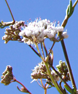 חרמון, יוני. צילום: © שרה גולד