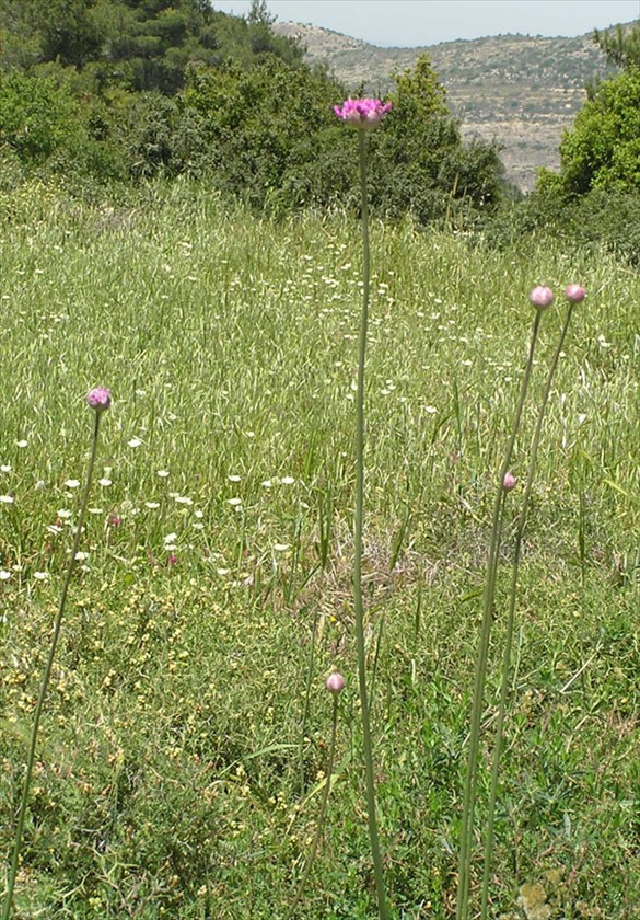 הצמח בנוף. צילום: יעקב גרזון