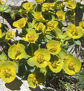 חרמון, יוני. צילום: © שרה גולד