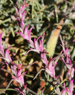 חרמון, 6- 2010. צילום: © אלי ליבנה