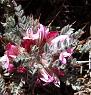 חרמון, יוני. צילום: © שרה גולד