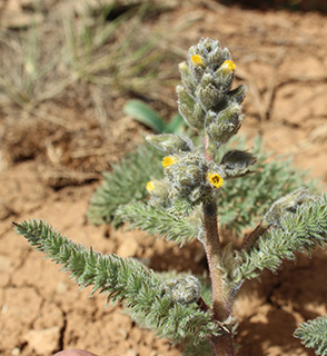 מצפה שלגים חרמון, 4-2016. צילום: © איתן שפירא