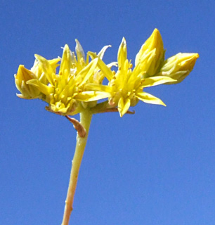 חרמון, יוני. צילום: © שרה גולד