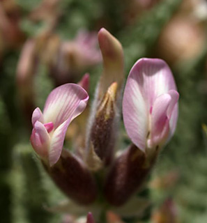 חרמון, יוני. צילום: © מייק לבנה