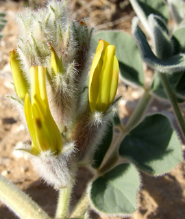 נגב, מאי. צילום: © שרה גולד