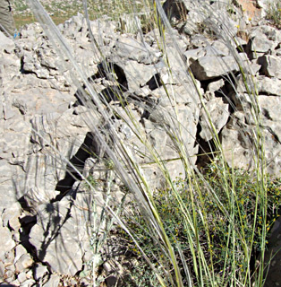 חרמון, יוני. צילום: © שרה גולד