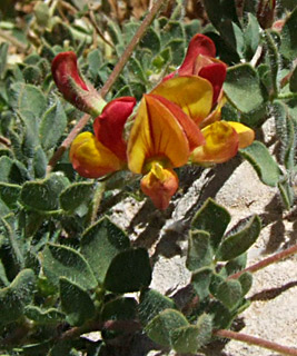 חרמון, יוני. צילום: © שרה גולד