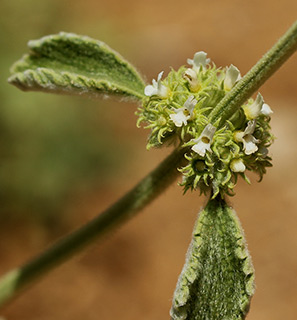 רכבל תחתון חרמון, 6-2017. צילום: © איתן שפירא
