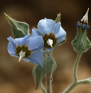 בקעה, 4-2000. צילום: © אלי ליבנה
