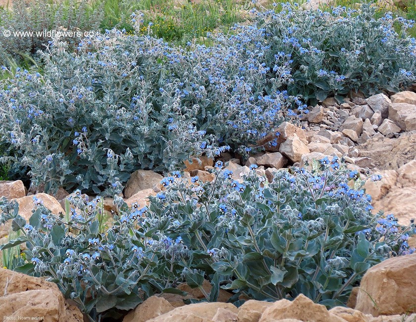 פריחה שופעת. צילום: נעם עביצל