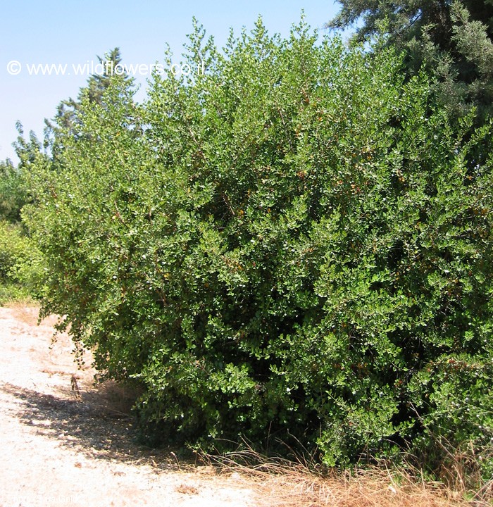 מראה כללי. צילום: שרה גולד