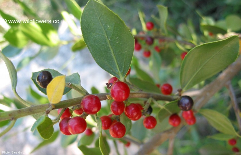 בתחילת מאי הפירות עדיין אדומים. צילום: שרה גולד