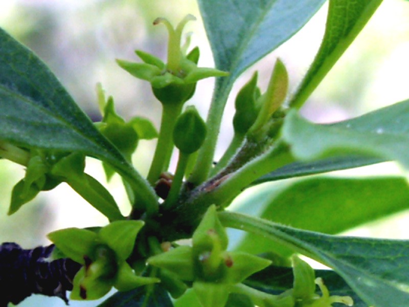 פרחים נקביים. צילום: עמרם אשל