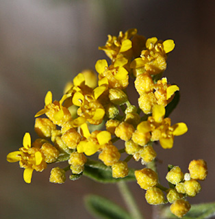 חרמון, 1-6-09. צילום: © שרה גולד