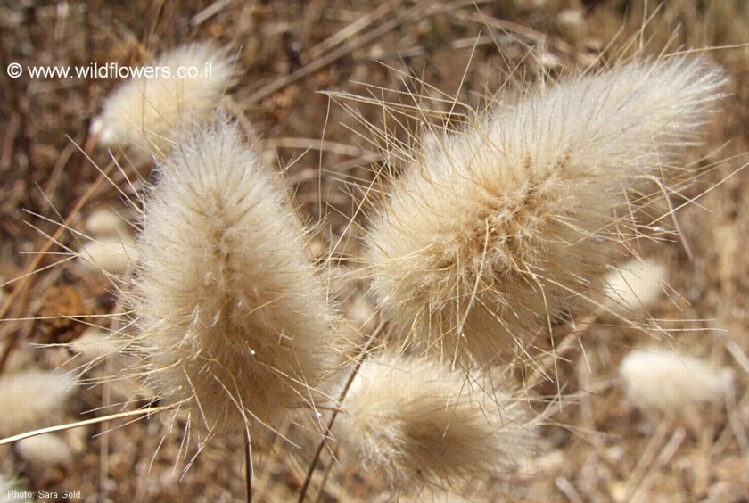 צמחים יבשים בקיץ. צילום: שרה גולד