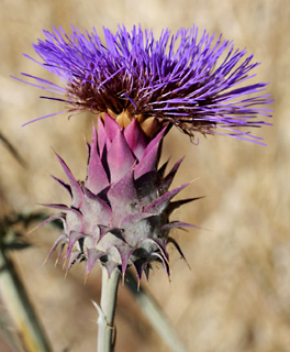 עמק יזרעאל, 6-10. צילום: © שרה גולד