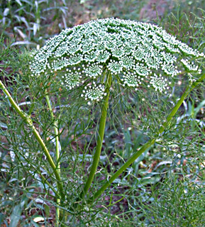 צילום: © שרה גולד