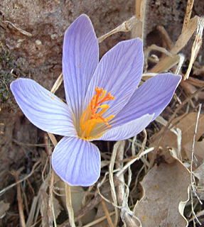 גולן, 11-04. צילום: © יואב גרטמן