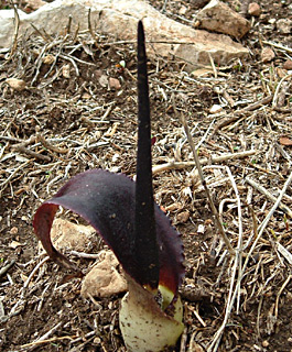 מירון, נובמבר. צילום: © יואב גרטמן