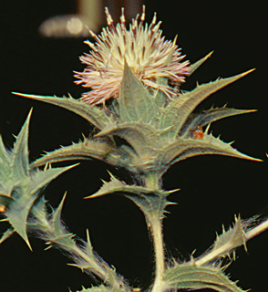 ראש פינה, יוני. צילום: © יהודה מרטה