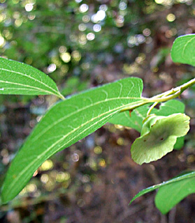 תל-דן, יוני. צילום: © שרה גולד