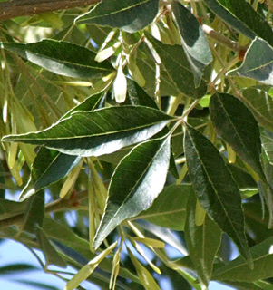 תל-דן, יוני. צילום: © שרה גולד