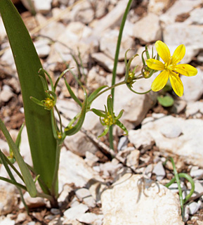 זהבית הבצלצולים, חרמון, 5-2014. צילום: © דרור מלמד