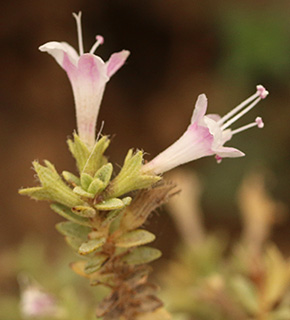 גן בקיבוץ סמר, 12-2016. צילום: © שרה גולד